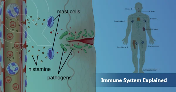 Immune System Explained