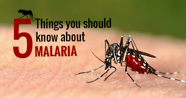 5 THINGS YOU SHOULD KNOW ABOUT MALARIA