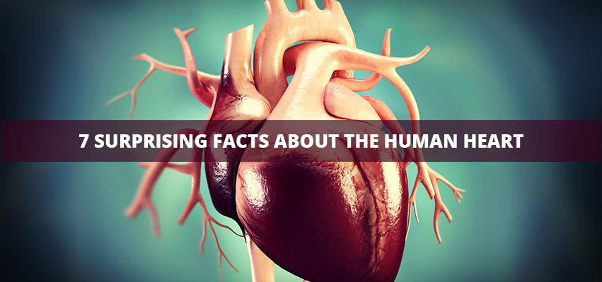 7 Surprising Facts About The Human Heart