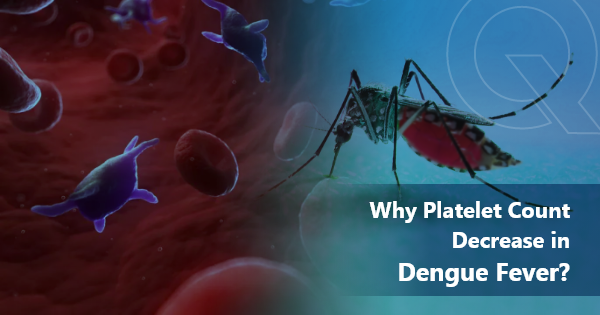 why platelet count decrease in dengue fever