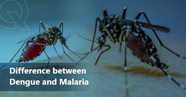 Difference Between Dengue and Malaria