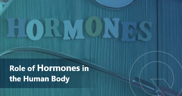 Role of Hormones in the Human Body