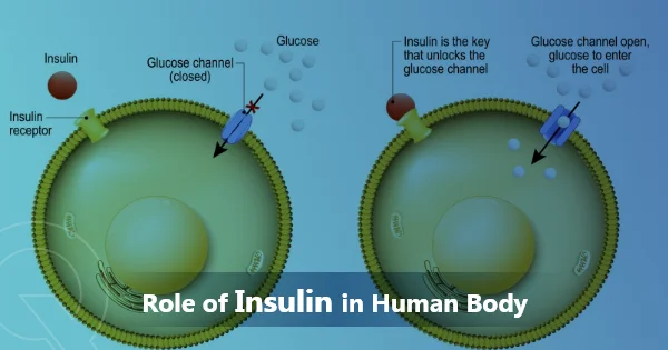 Role of Insulin in Human Body