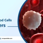 White Blood Cells Disorders