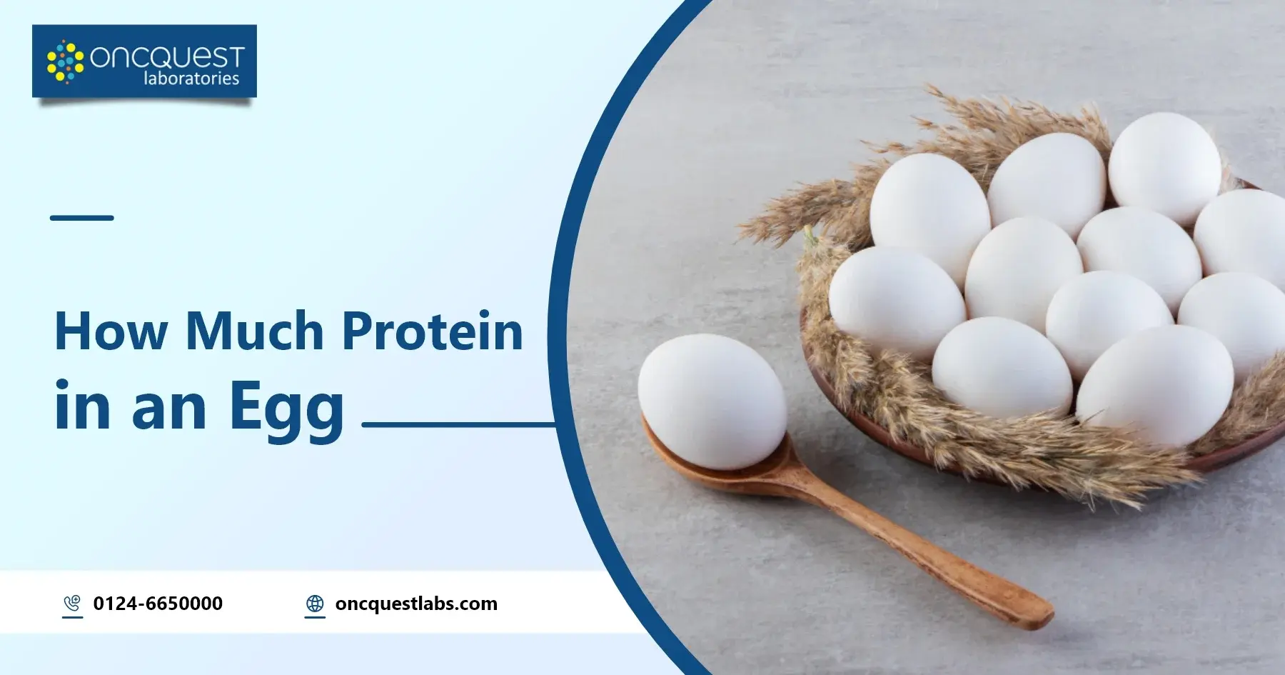 How Much Protein in an Egg: The Dietary Strength of Eggs!