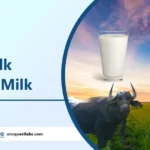 Cow Milk vs Buffalo Milk: Which is Best for Health