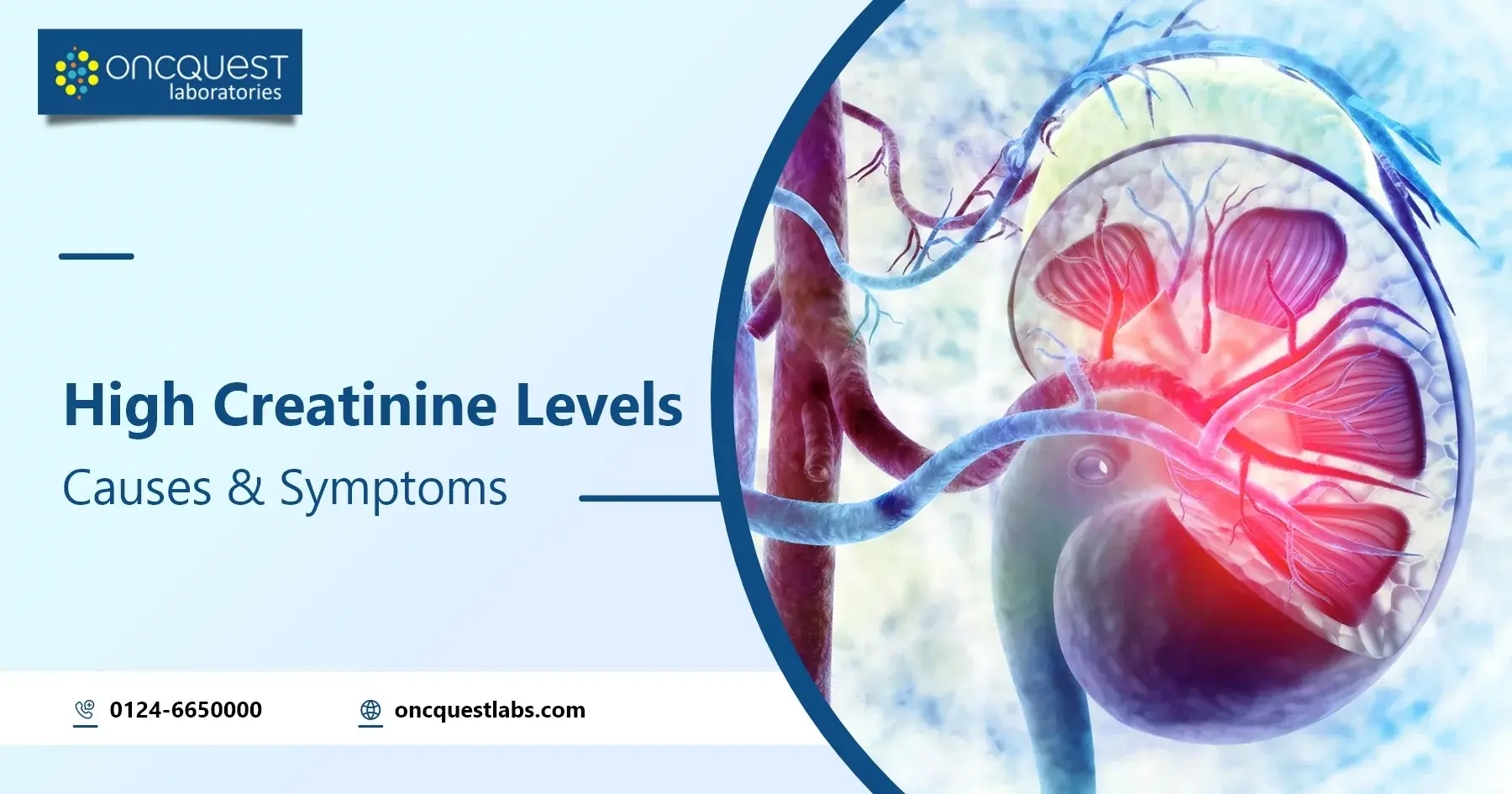 High Creatinine Levels: Causes, Symptoms, When to Worry & Treatment