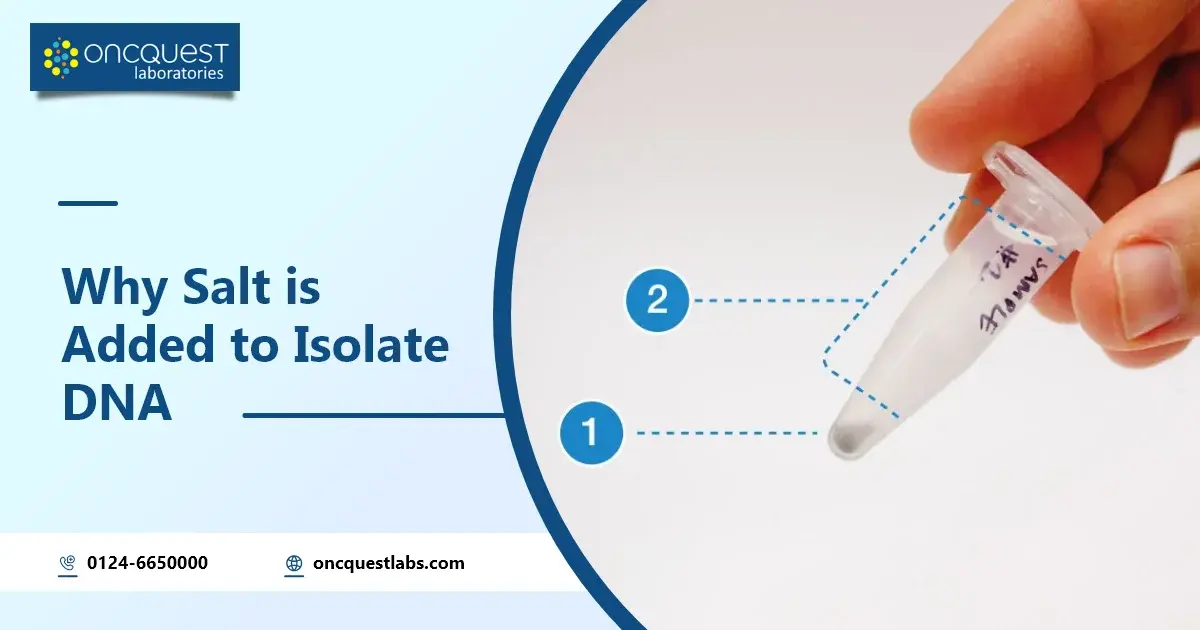 Why Salt is Added to Isolate DNA