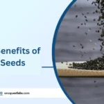 Health Benefits of Chia Seeds