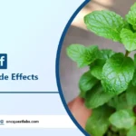 mint leaf benefits and side effects