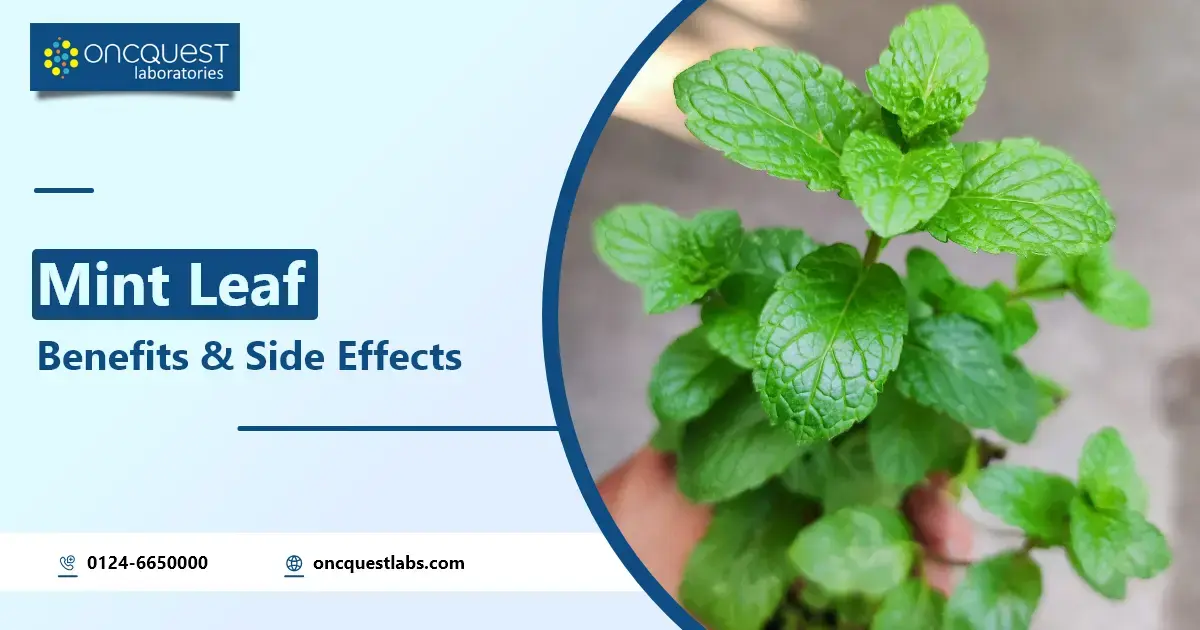 mint leaf benefits and side effects