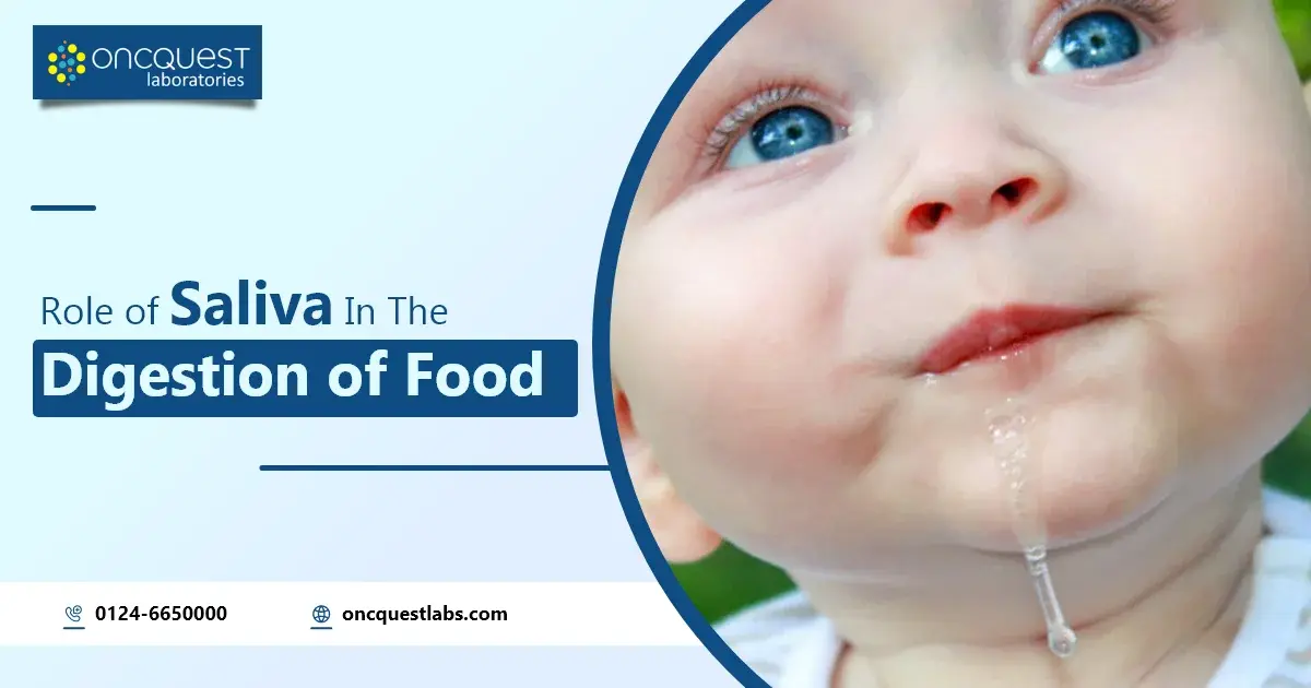 role of saliva in the digestion of food