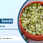 Benefits of Pumpkin Seeds and Its Side Effects