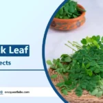 benefits of drumstick leaf and its site effects