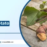 Benefits of Sweet Potato Leaves