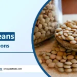 benefits of lentil beans and Its Nutritions